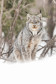 Lynx 085