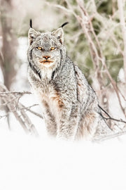 Lynx 085 - Jean-Simon Bégin - Photographe Animalier et Artiste Peintre
