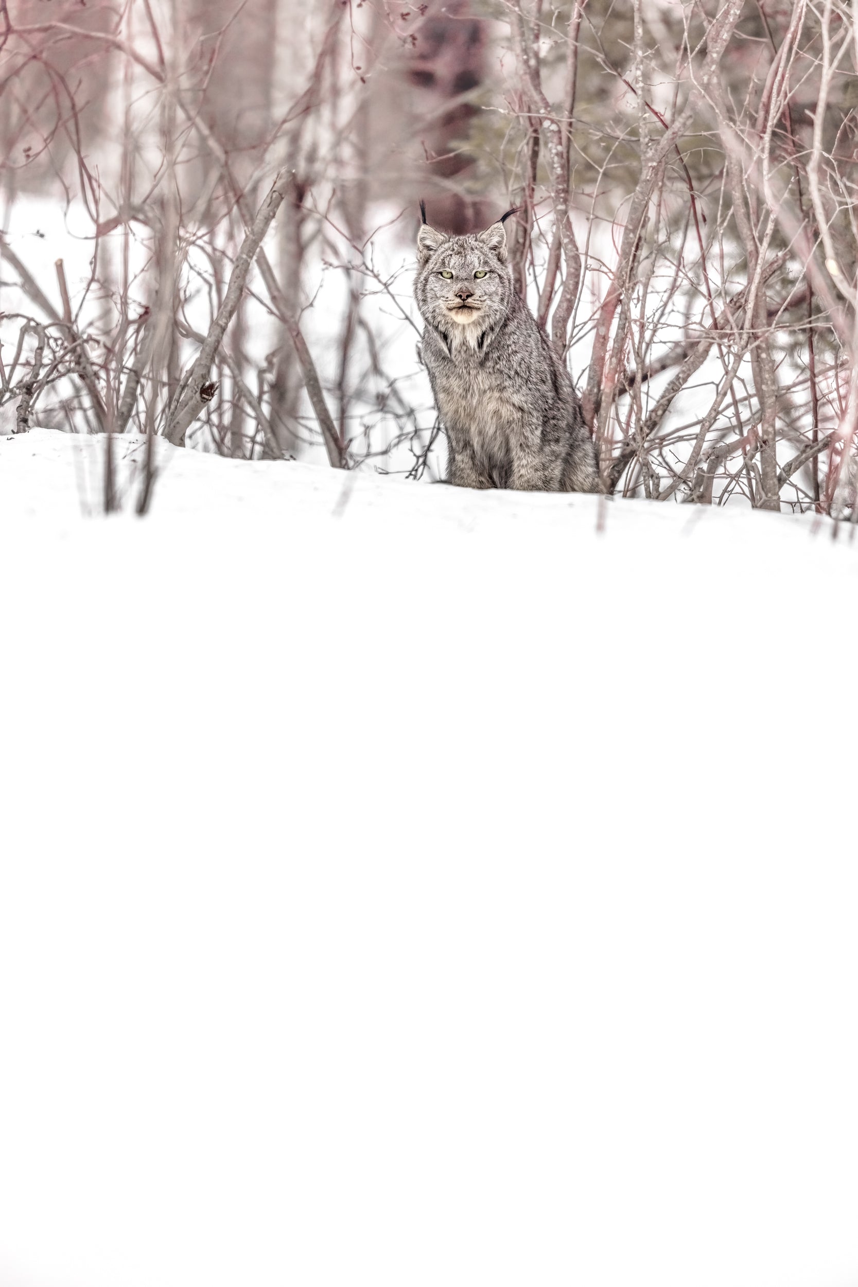 Lynx 086