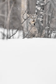Lynx 087