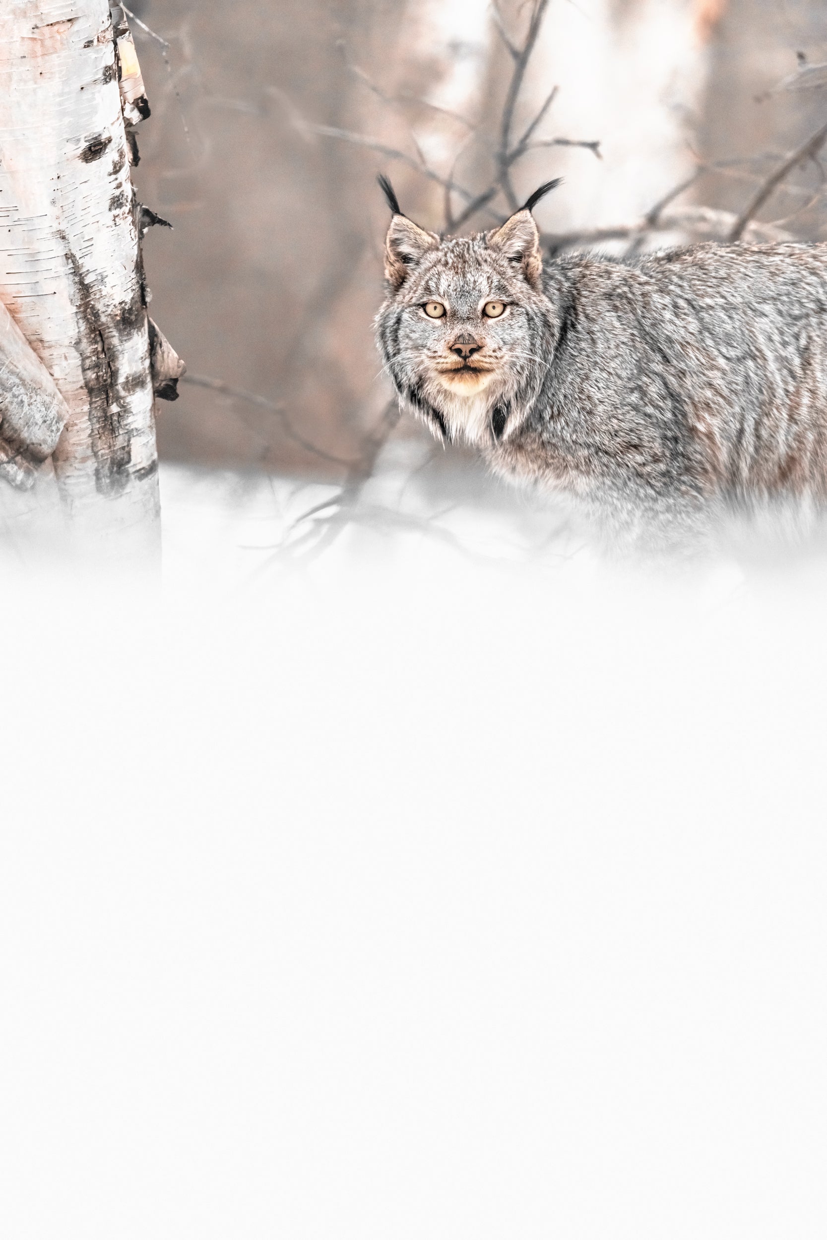 Lynx 088