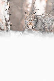 Lynx 088