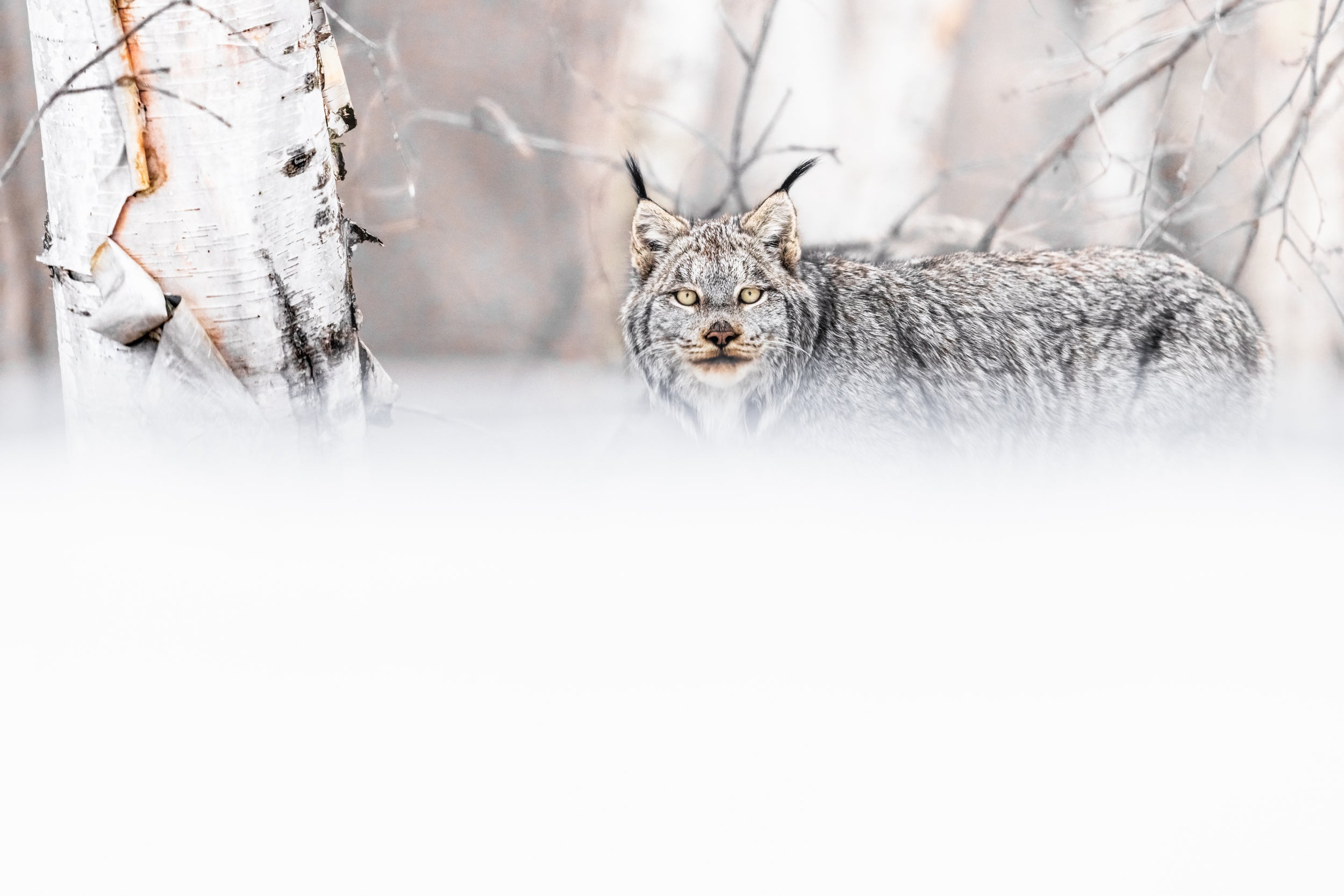 Lynx 089