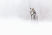 Lynx 009