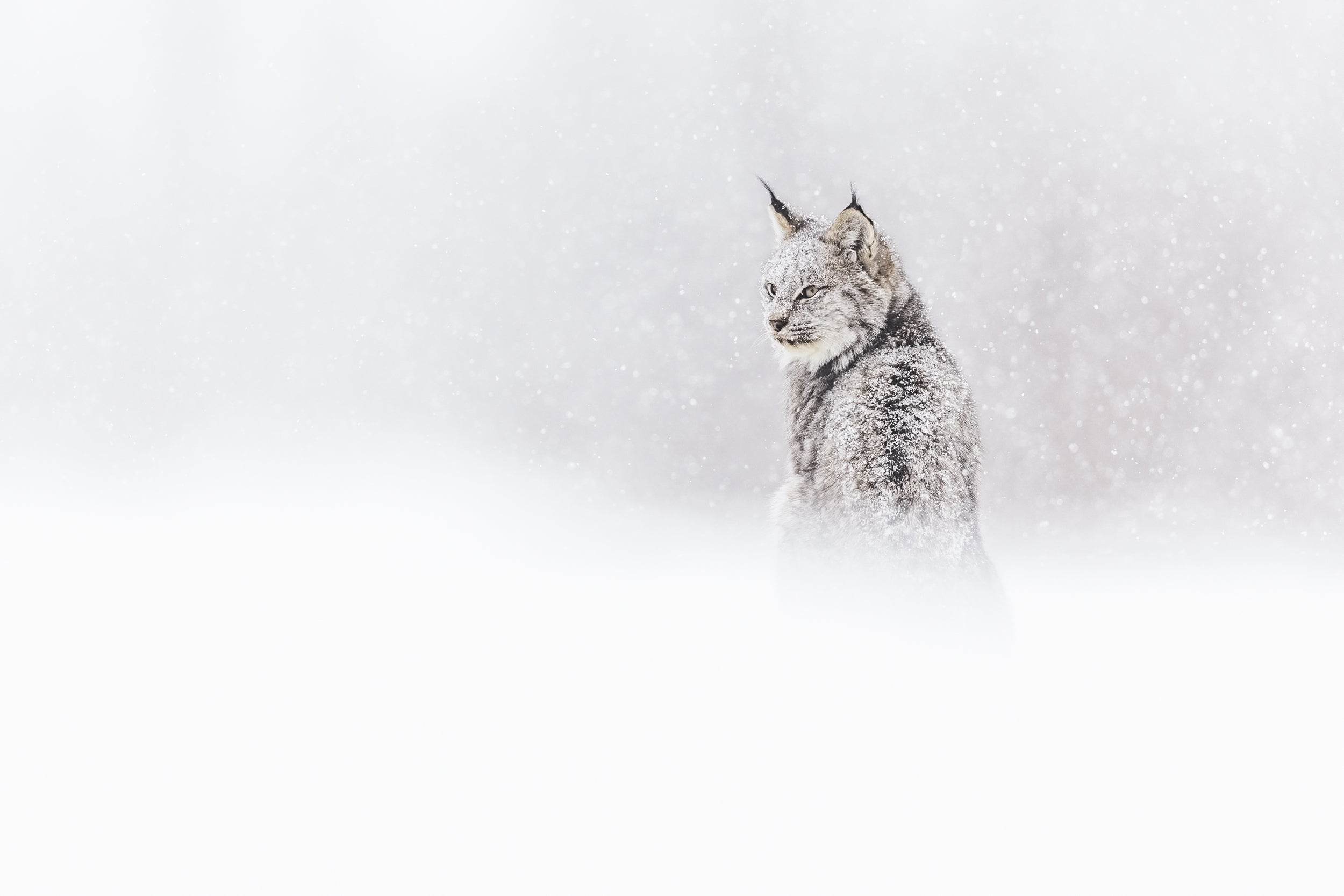 Lynx 009