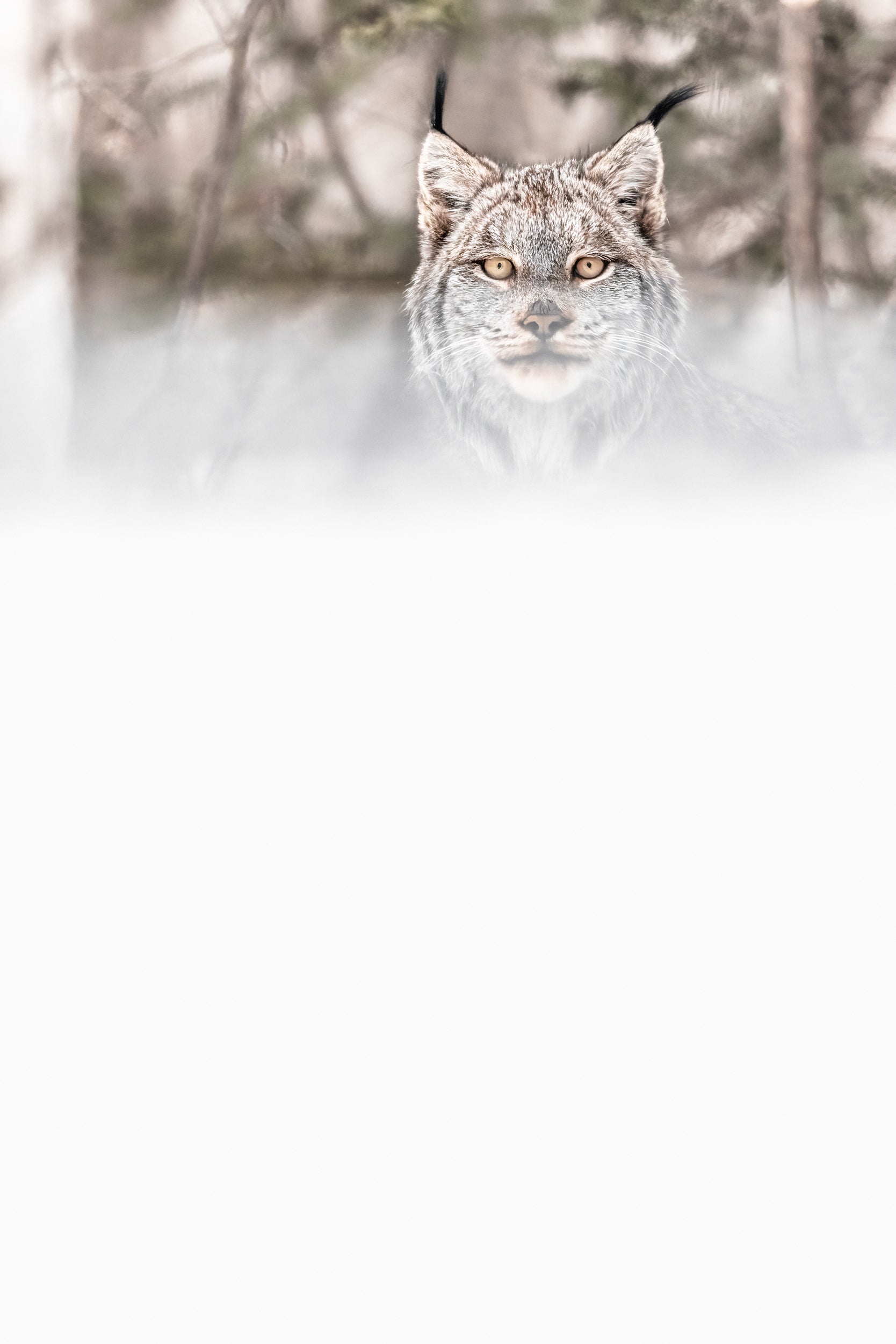 Lynx 090