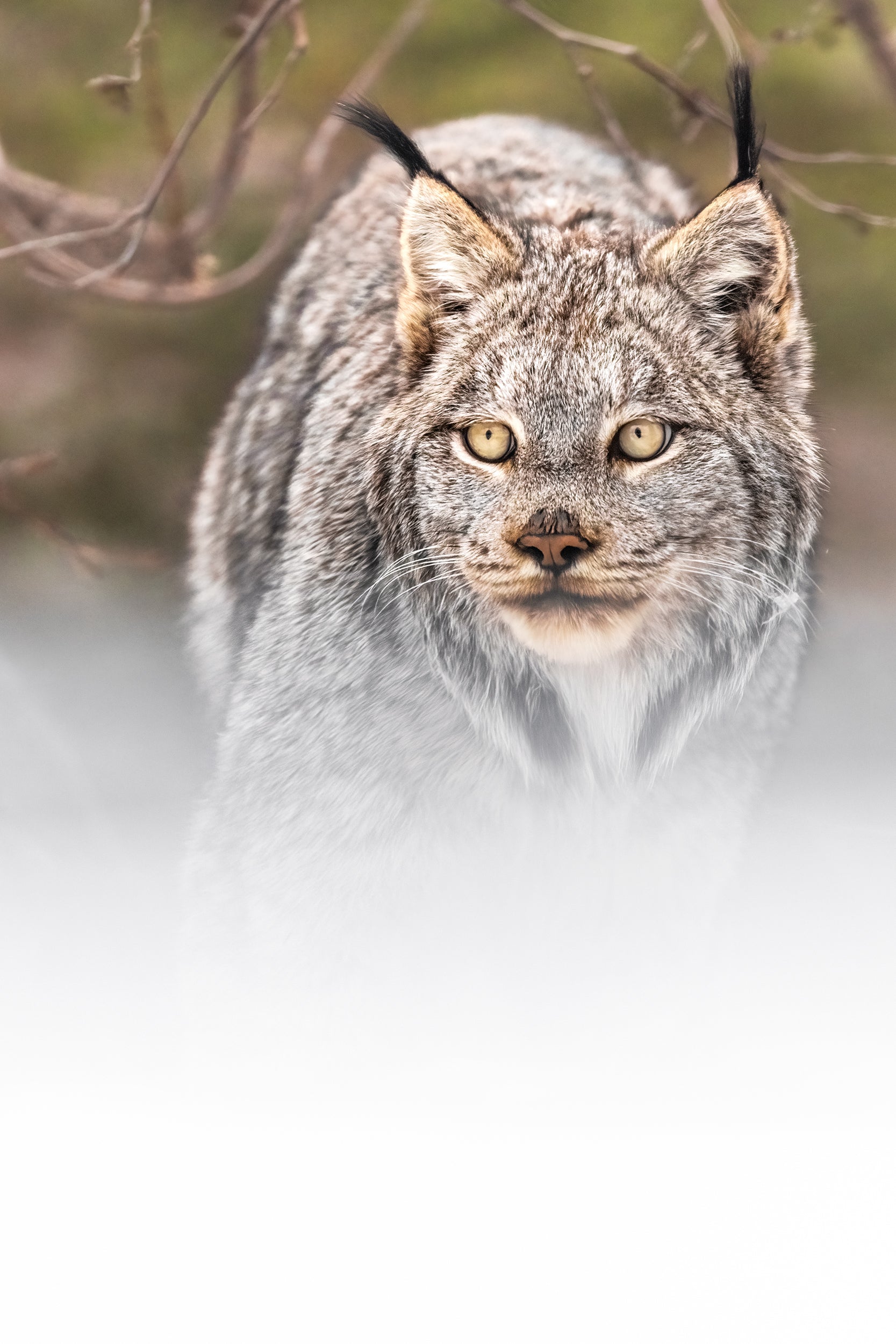 Lynx 091