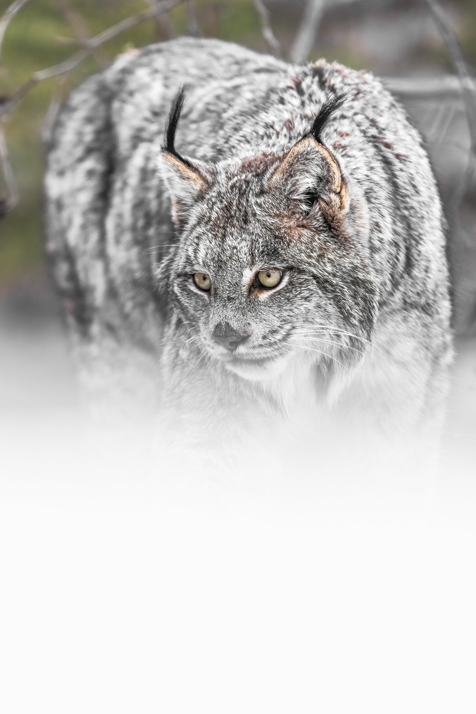 Lynx 092