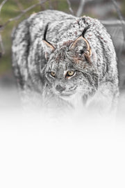 Lynx 092