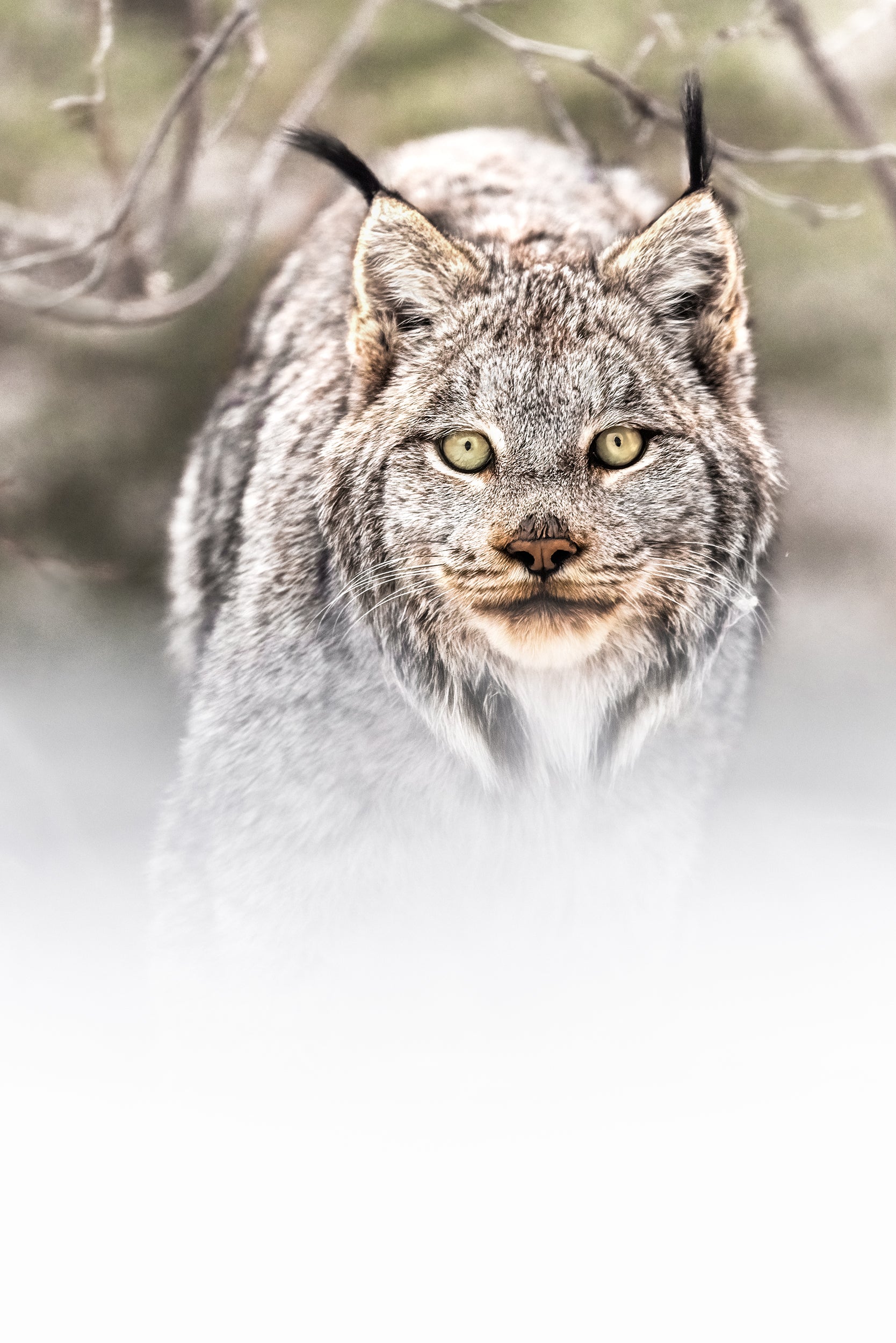 Lynx 093