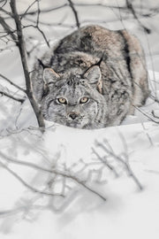 Lynx 095 - Jean-Simon Bégin - Photographe Animalier et Artiste Peintre