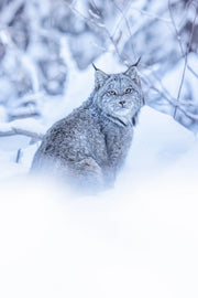 Lynx 096 - Jean-Simon Bégin - Photographe Animalier et Artiste Peintre