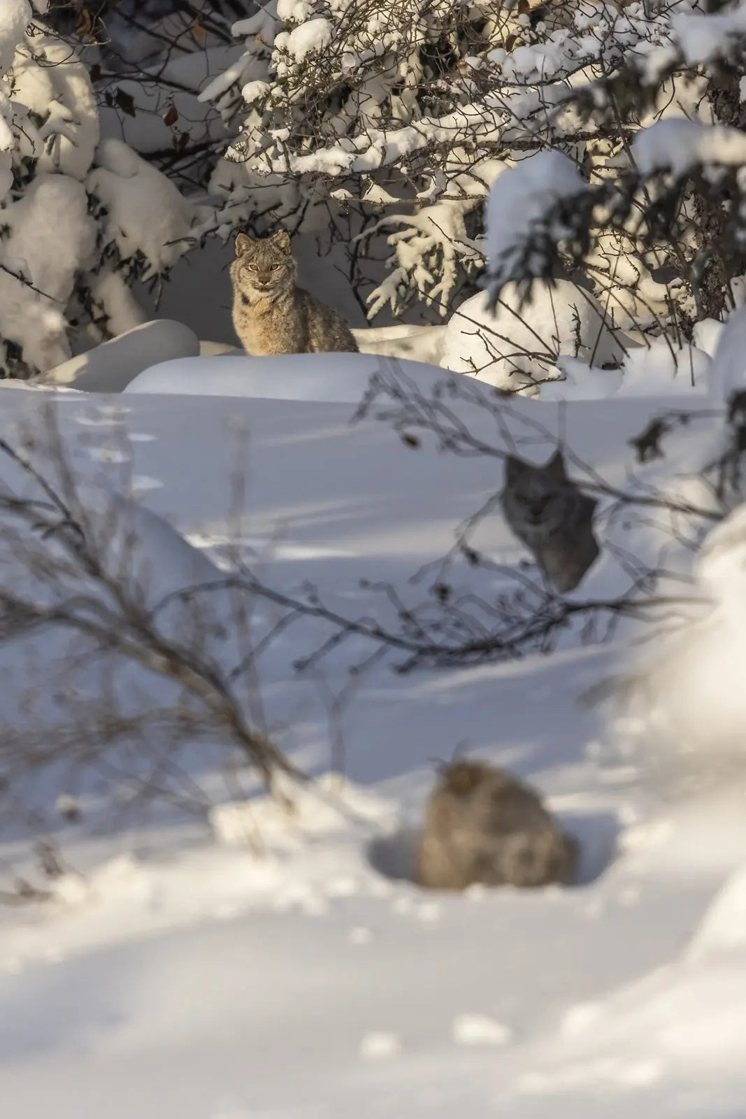 Lynx 098 - Jean-Simon Bégin - Photographe Animalier et Artiste Peintre