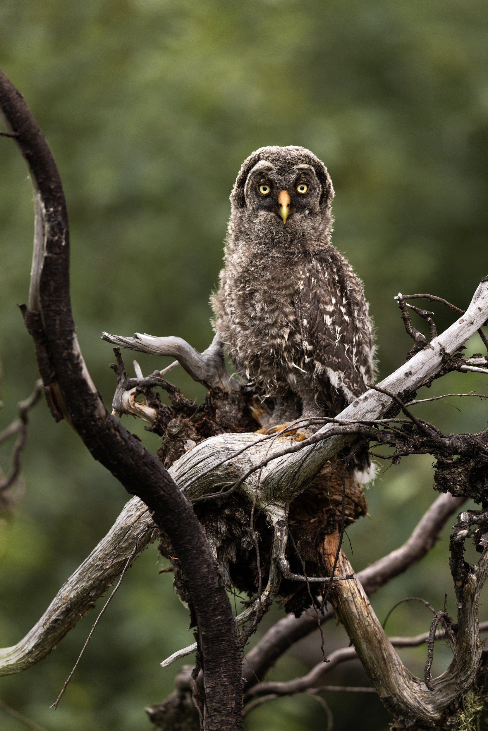 Great Grey Owl - Summer 011