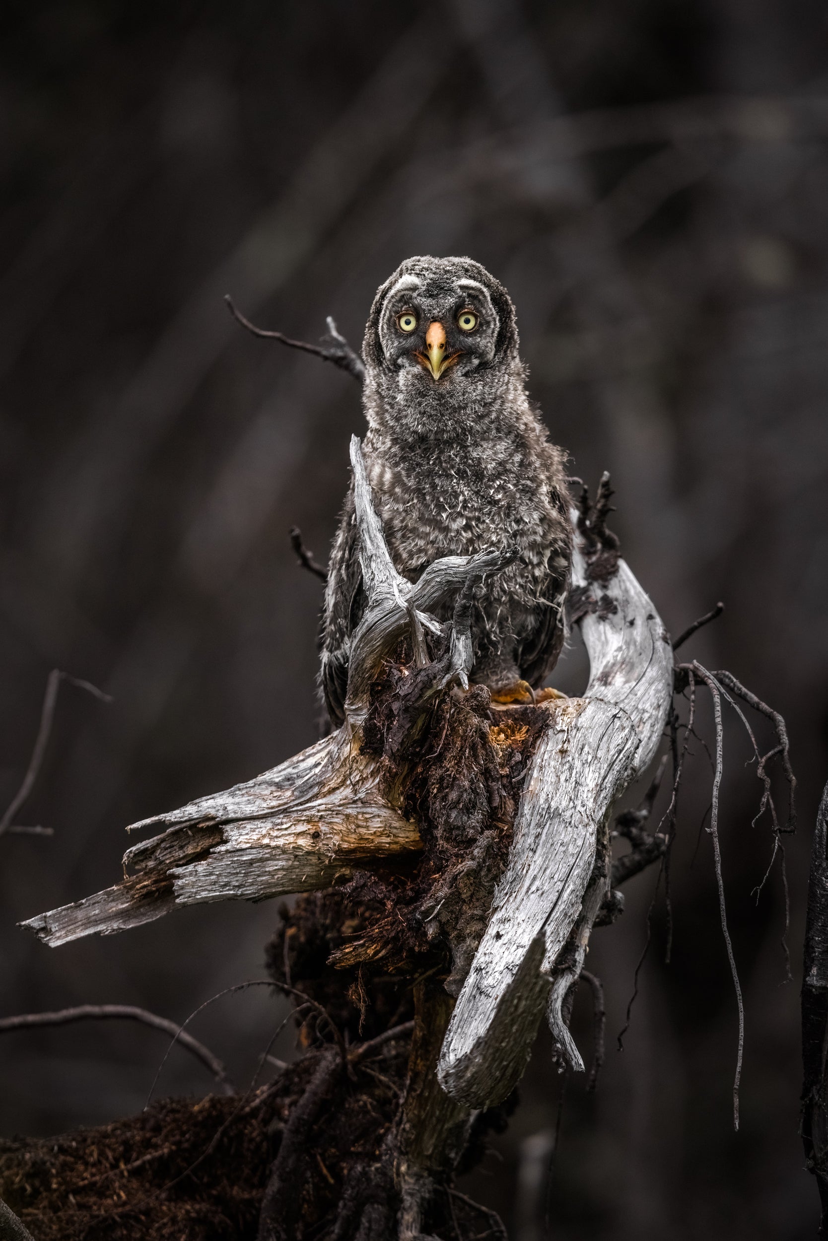 Great Grey Owl - Summer 012