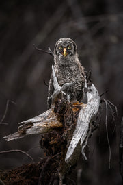 Great Grey Owl - Summer 012