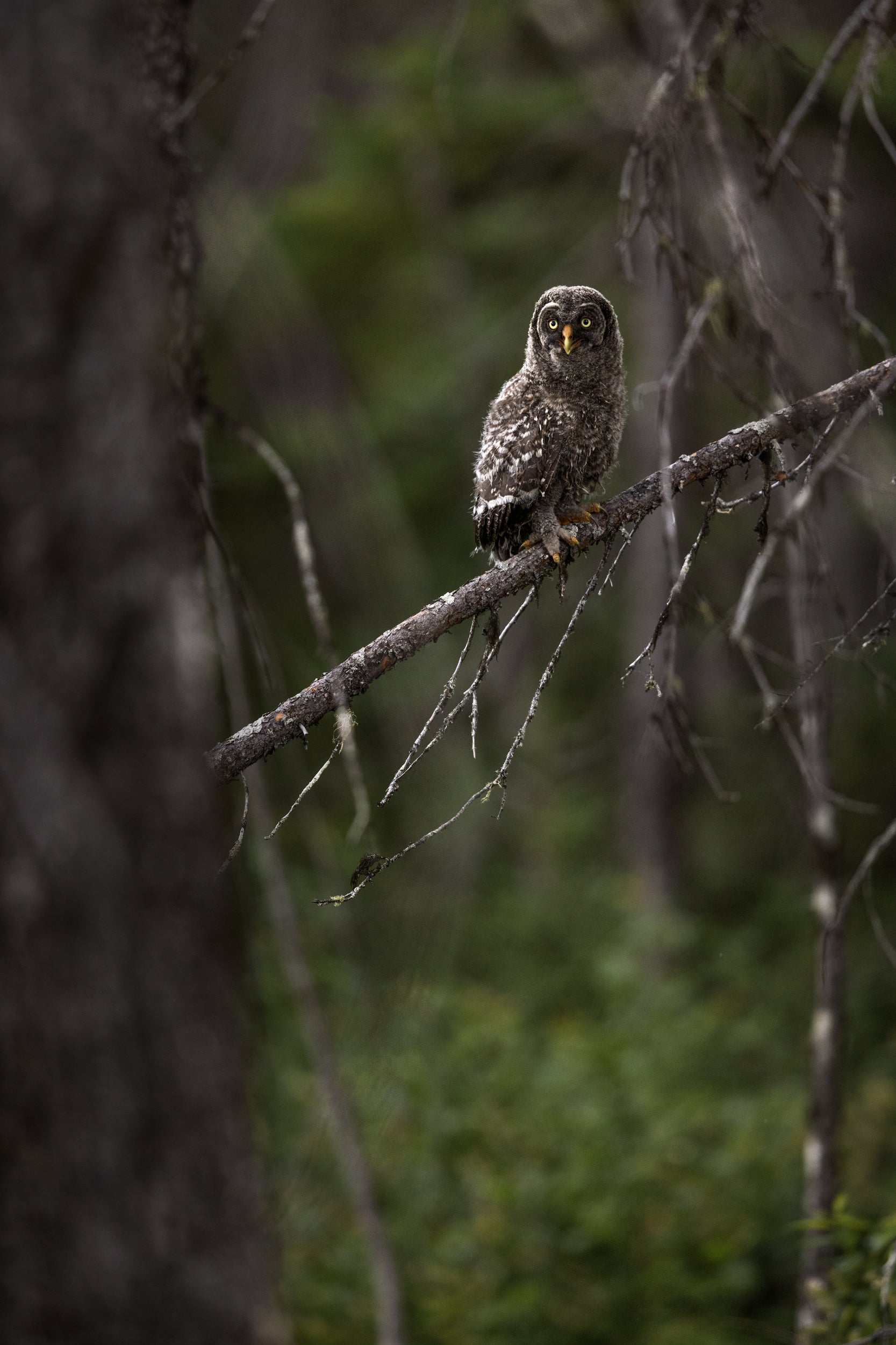 Great Grey Owl - Summer 013