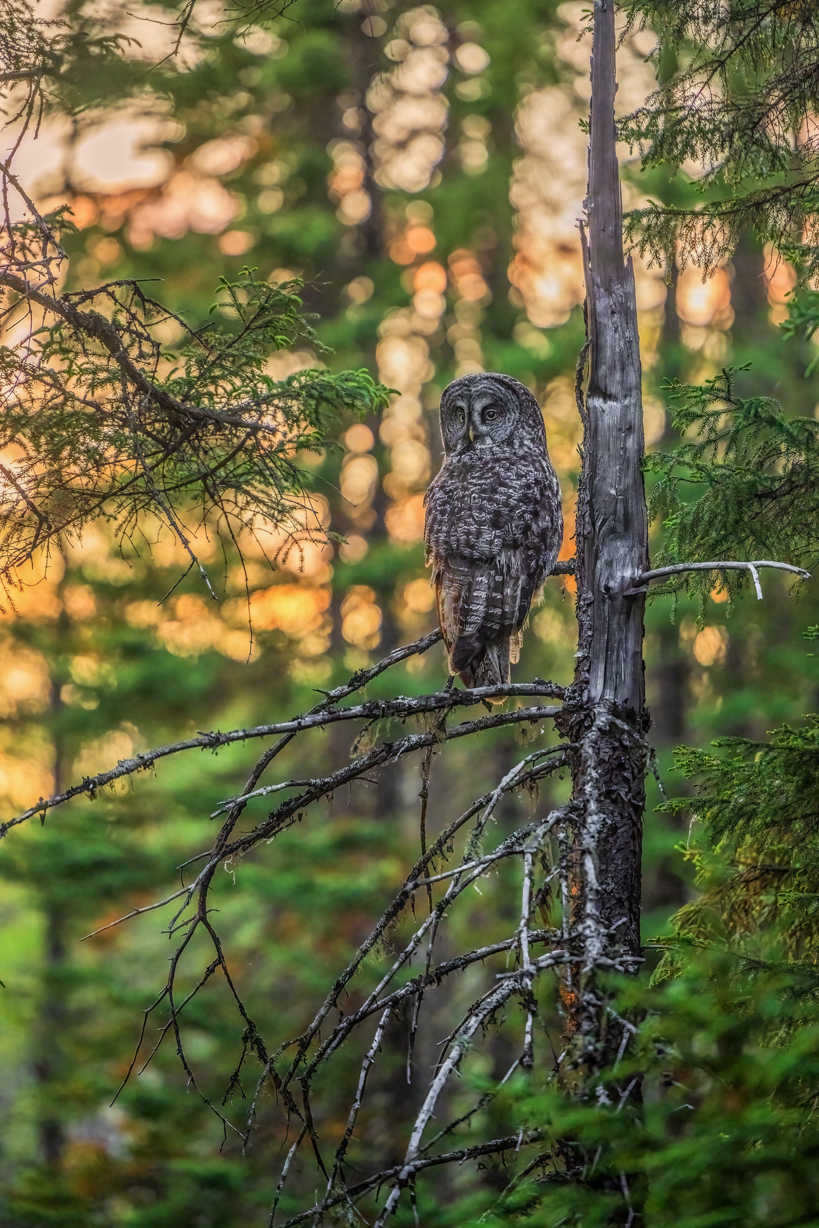 Great Gray Owl - Summer 002