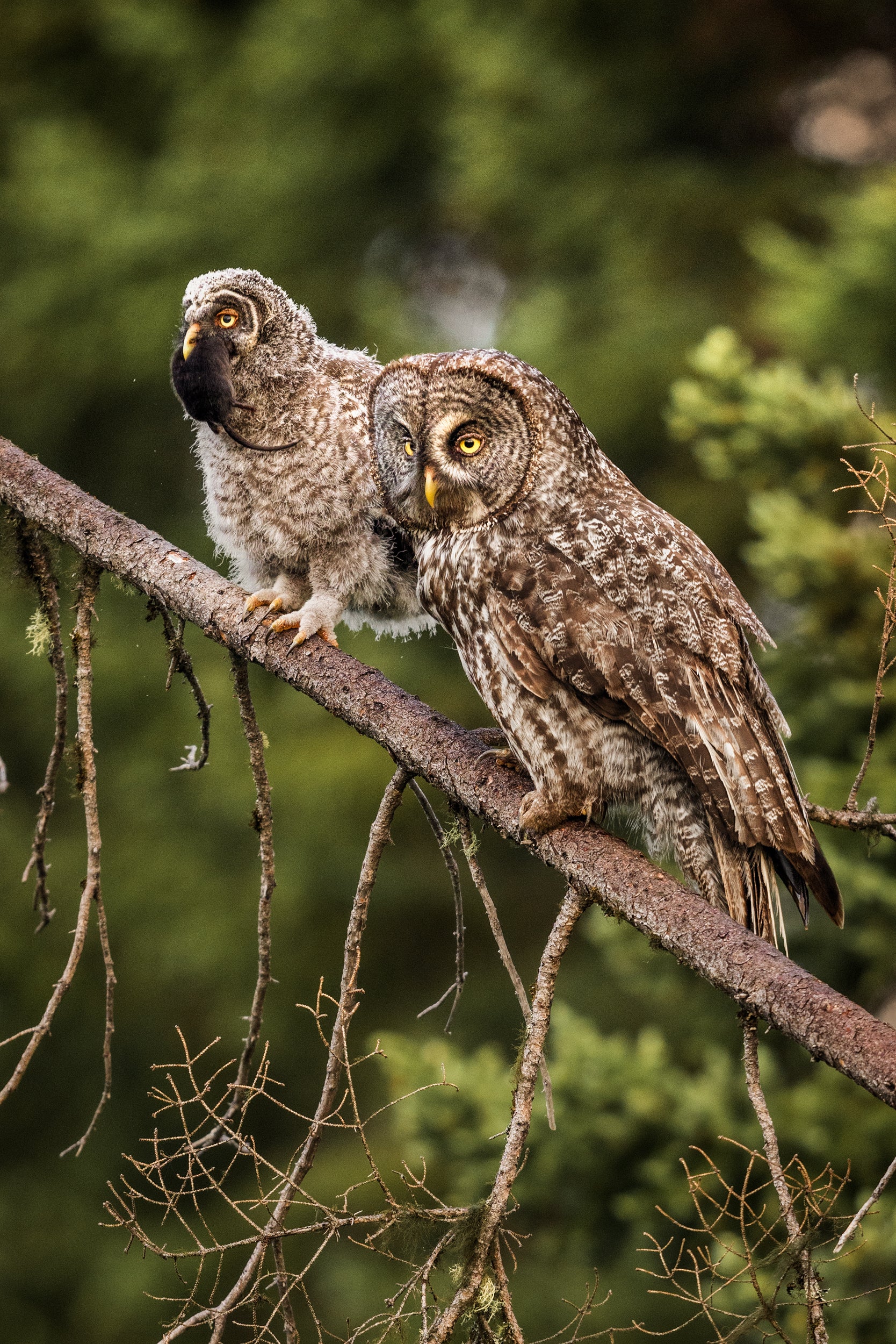 Great Gray Owl - Summer 021