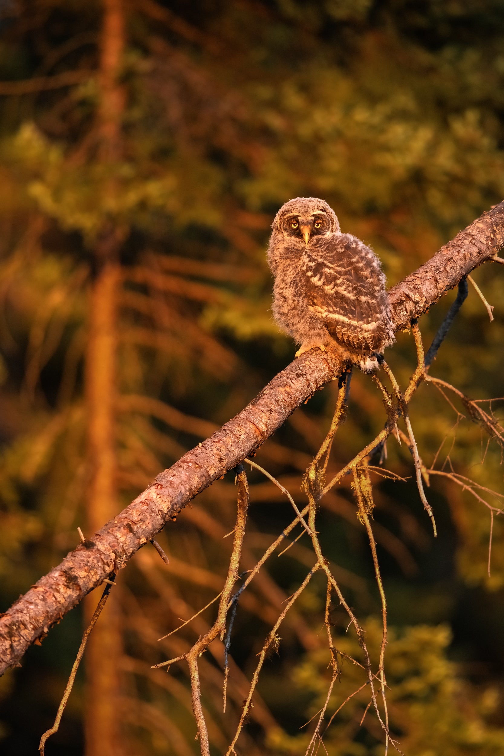 Great Gray Owl - Summer 026