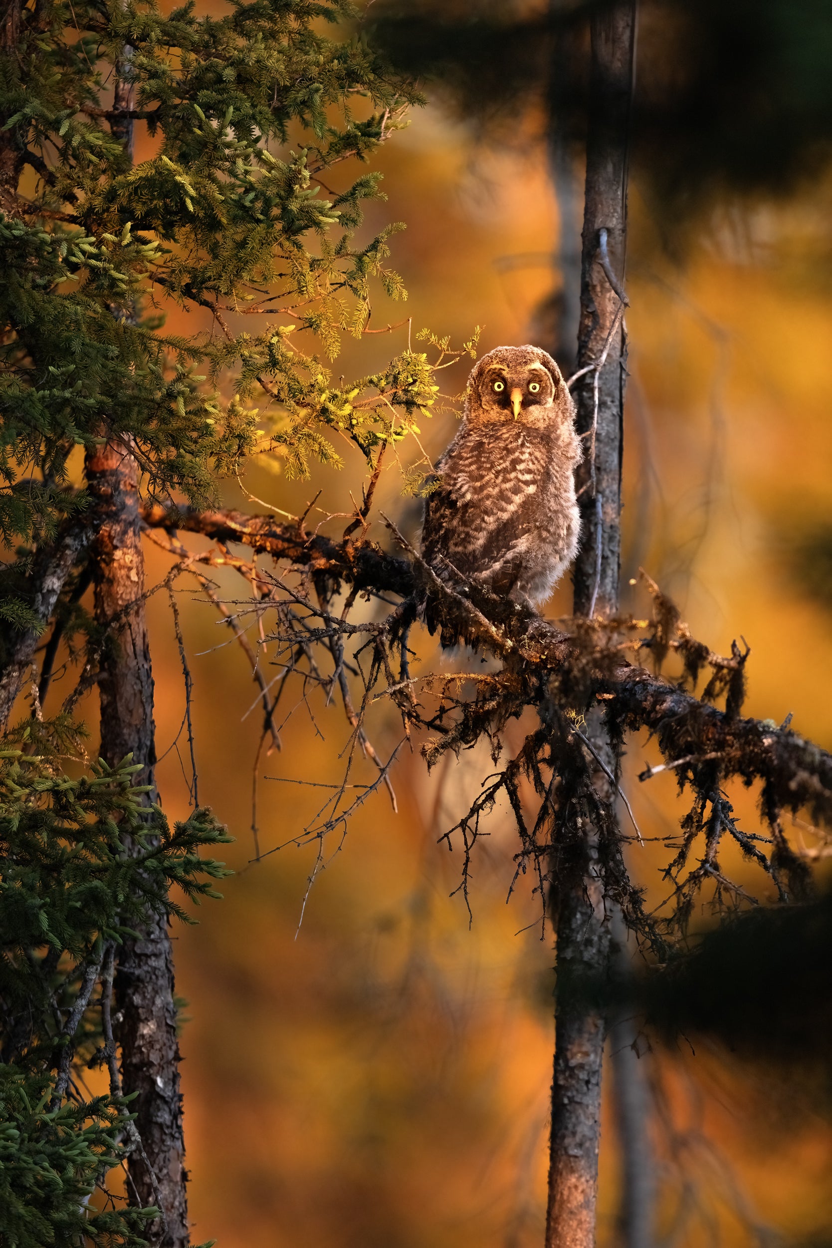 Great Grey Owl - Summer 028