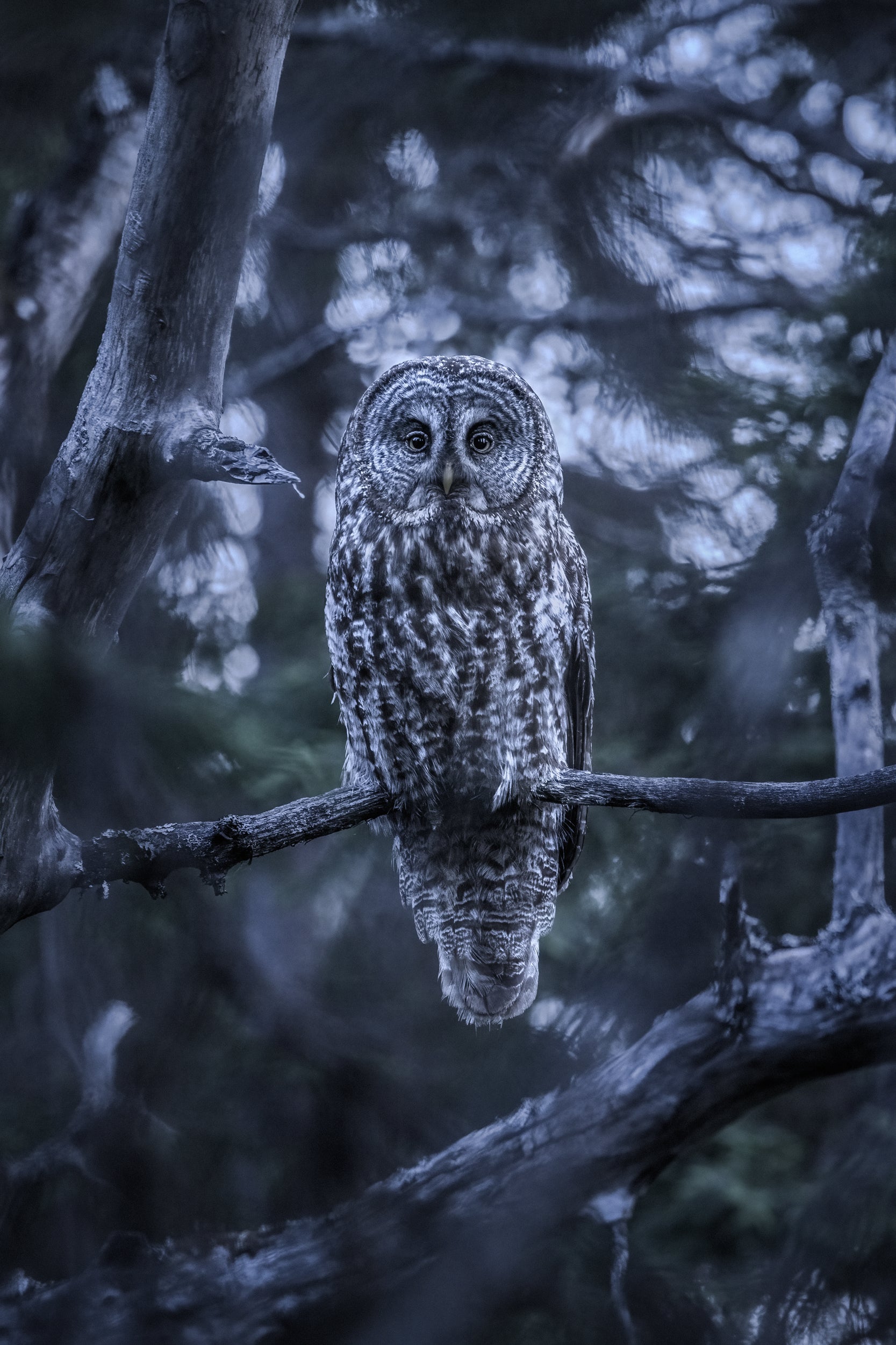 Great Grey Owl - Summer 030