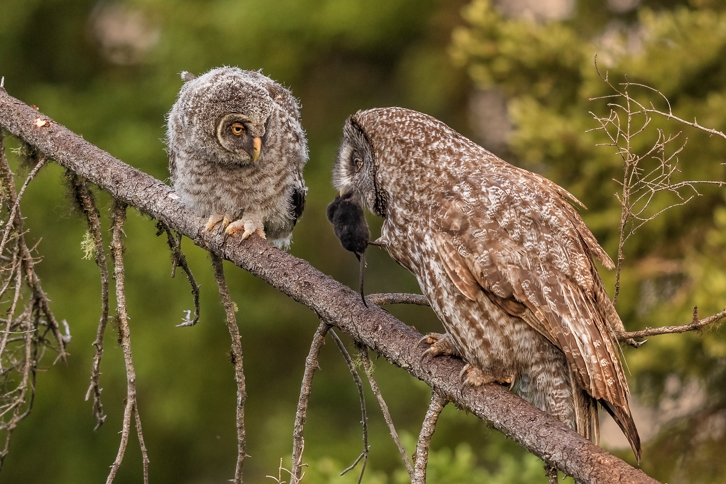 Great Gray Owl - Summer 035