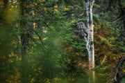 Great Grey Owl - Summer 004