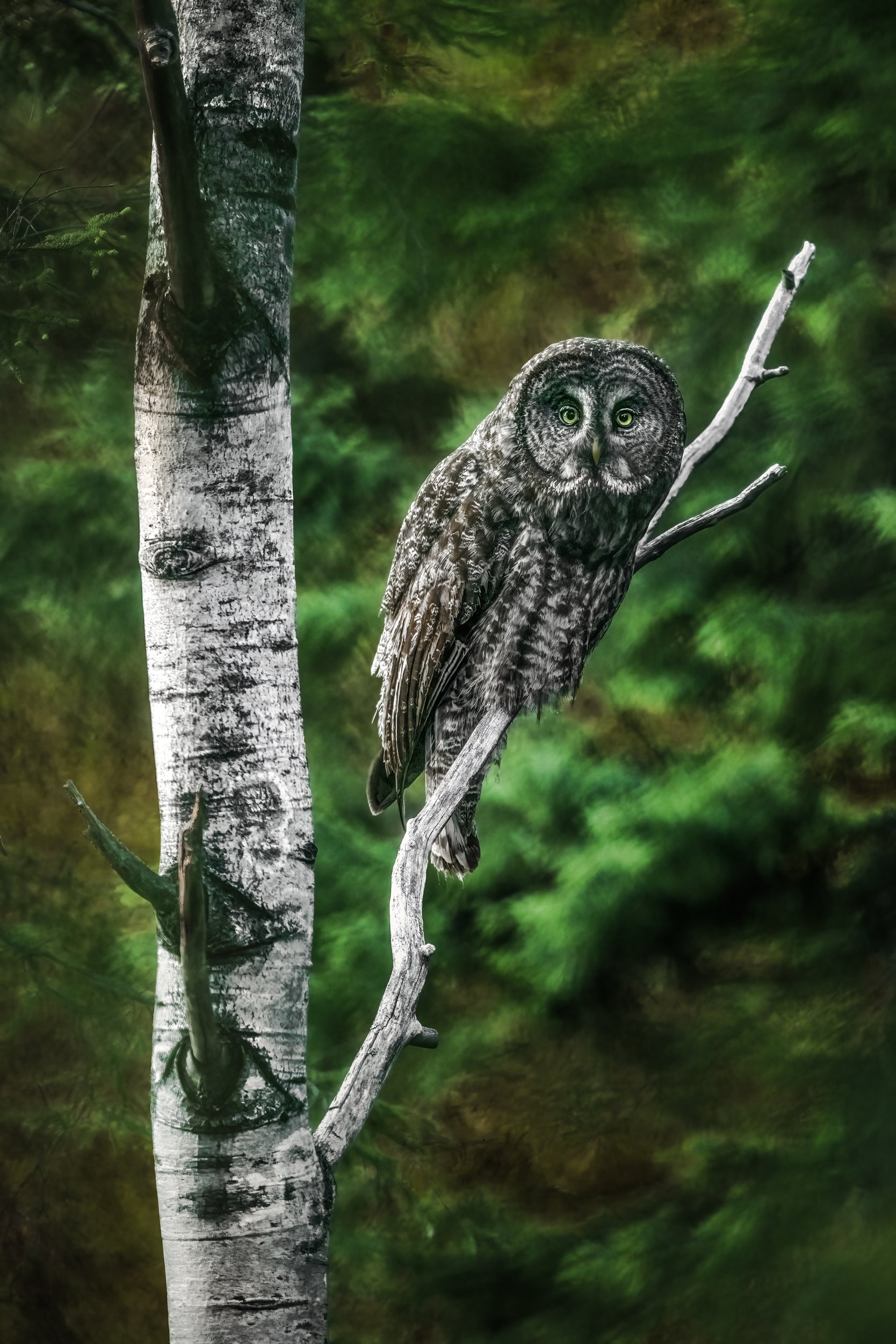 Great Gray Owl - Summer 006