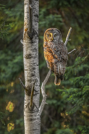 Great Gray Owl - Summer 007