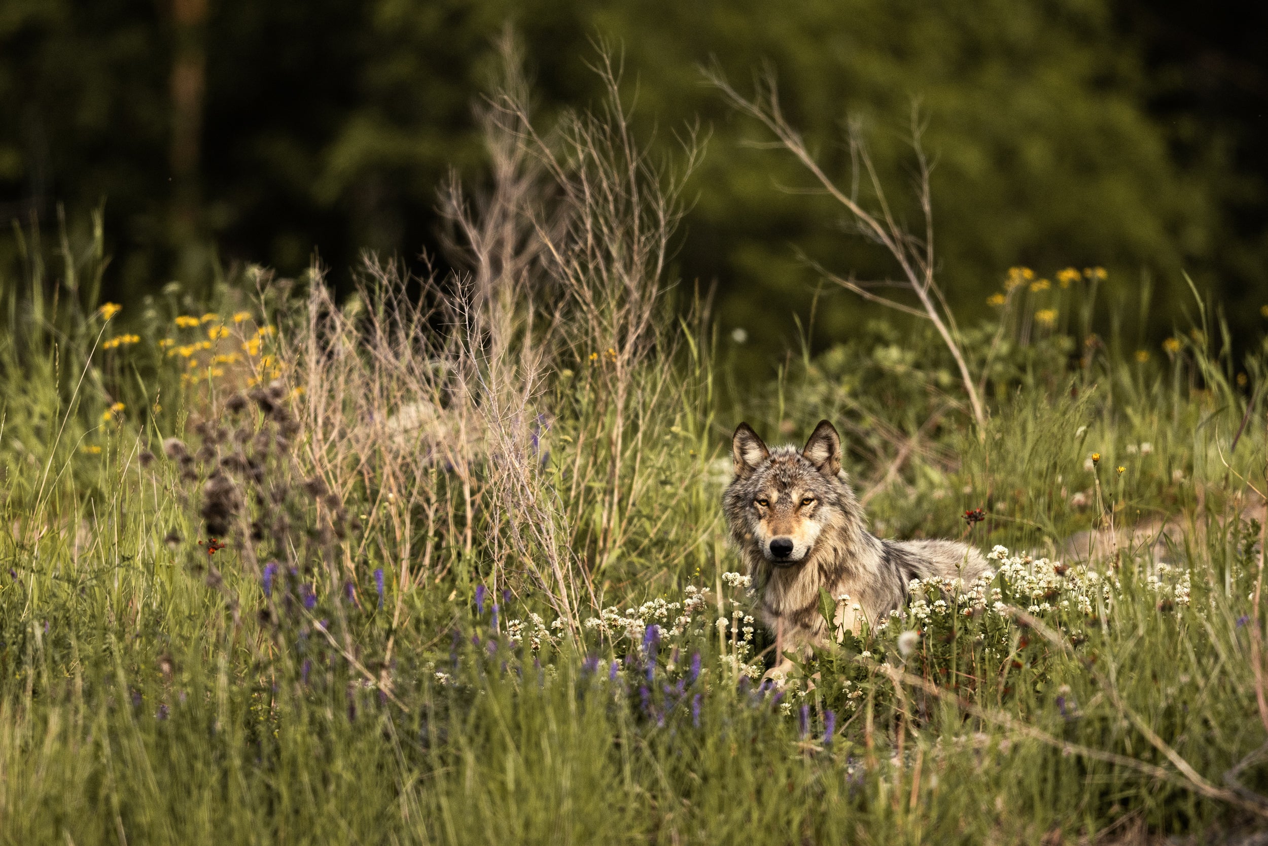 Gray Wolf - Summer 011