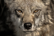 Gray Wolf - Summer 013