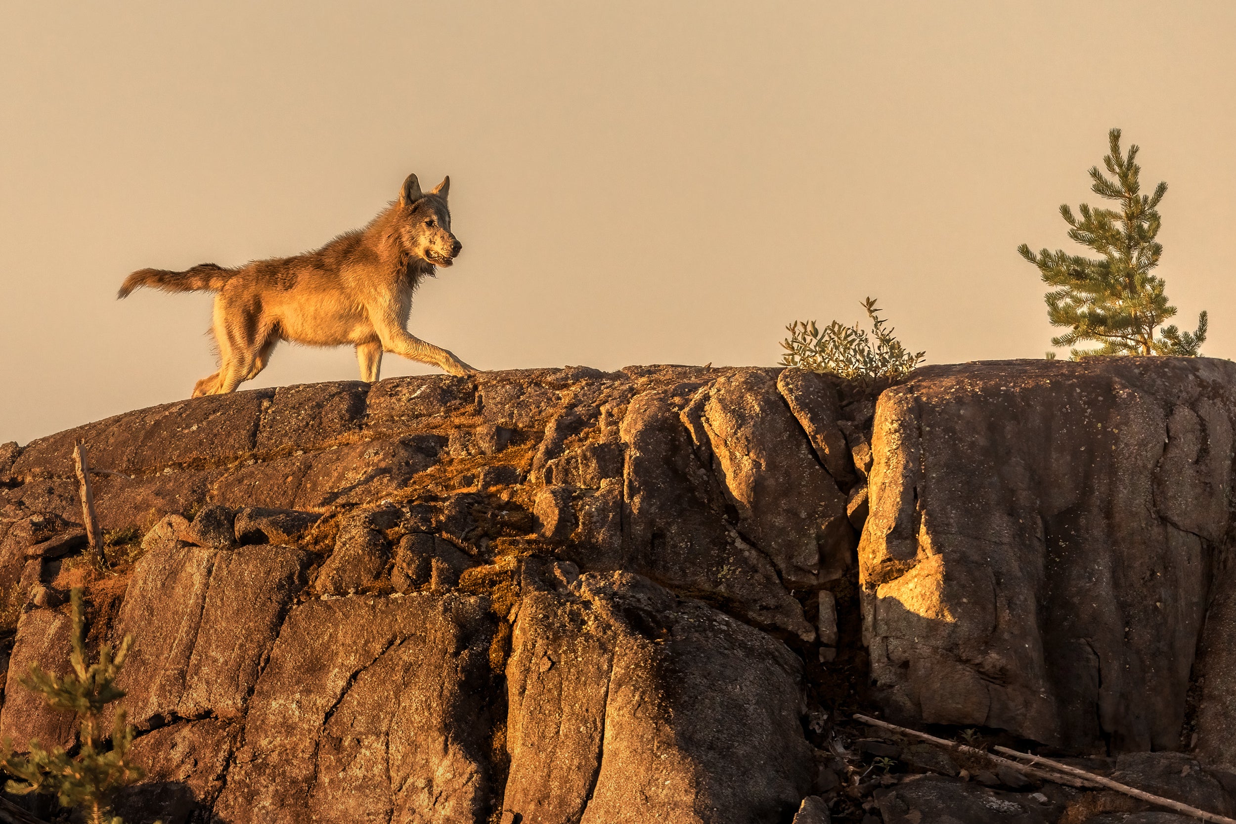 Gray Wolf - Summer 022