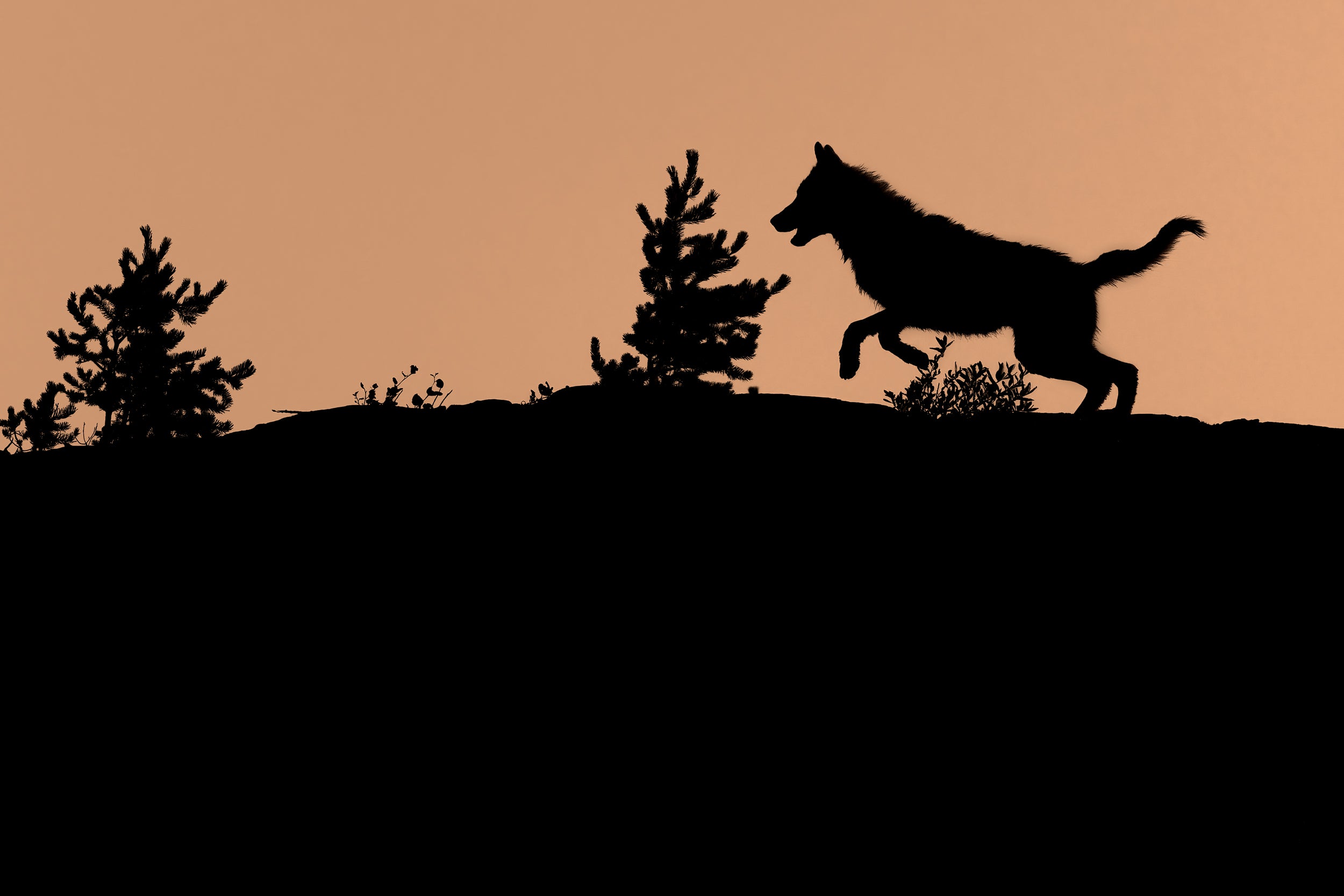 Gray Wolf - Summer 024