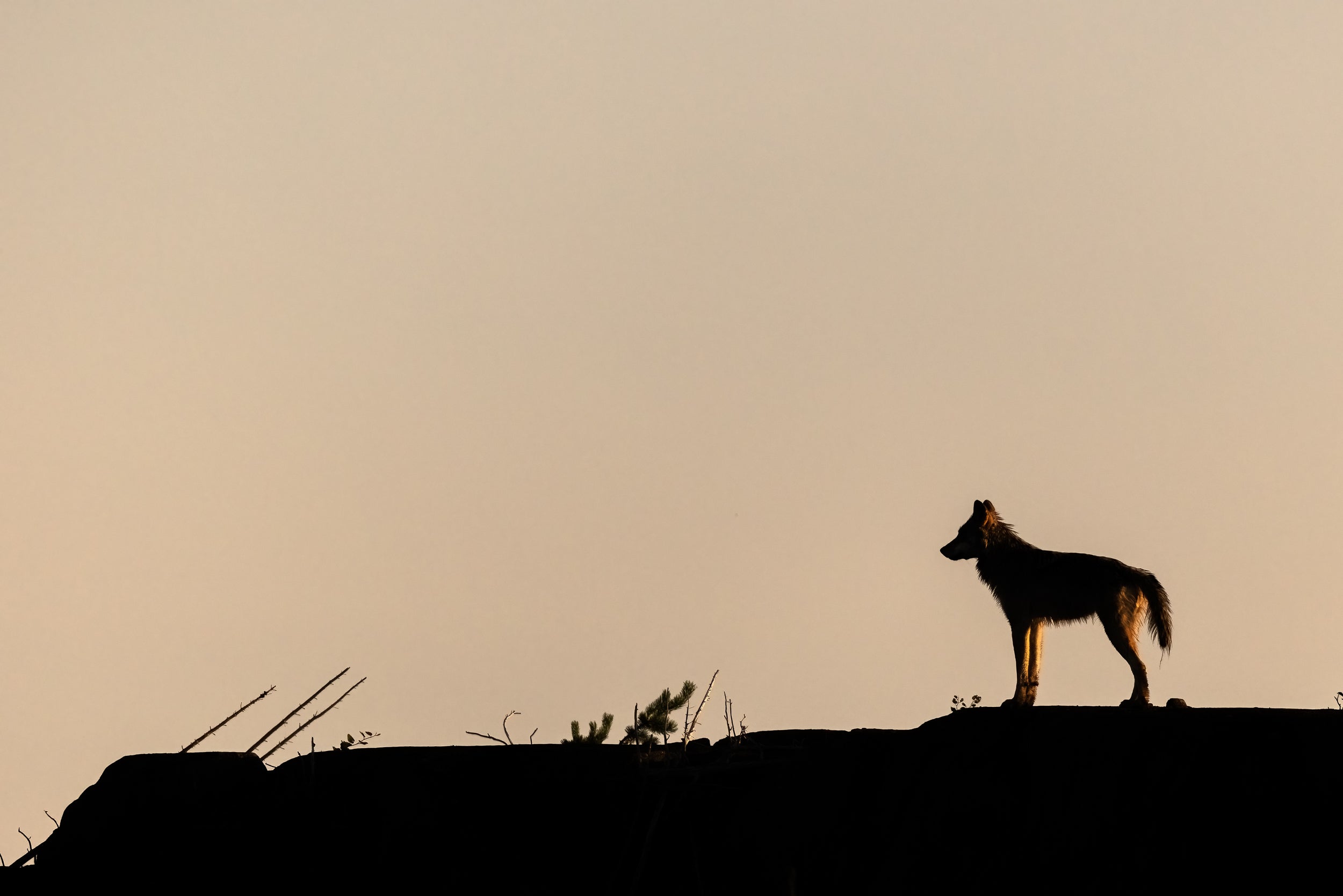 Gray Wolf - Summer 025