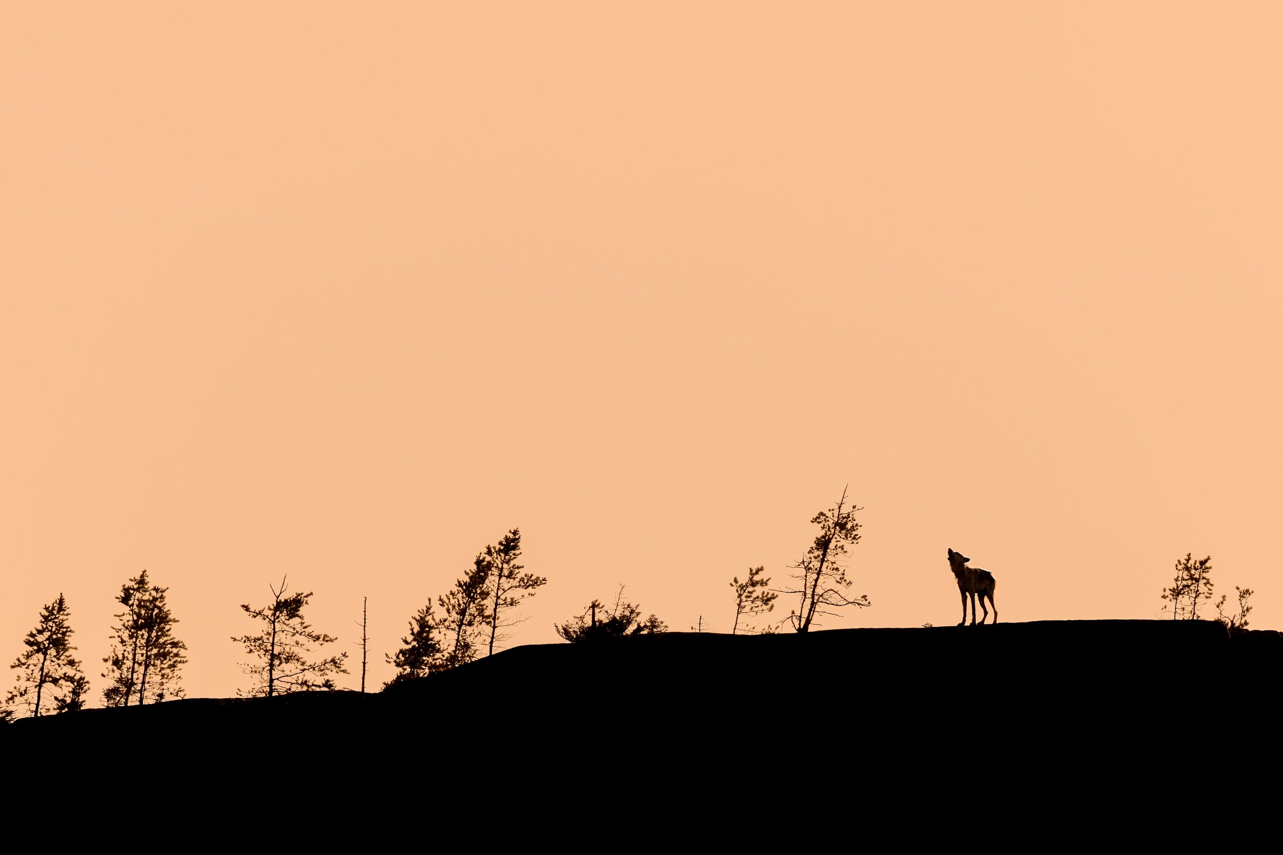 Gray Wolf - Summer 026