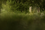 Gray Wolf - Summer 003