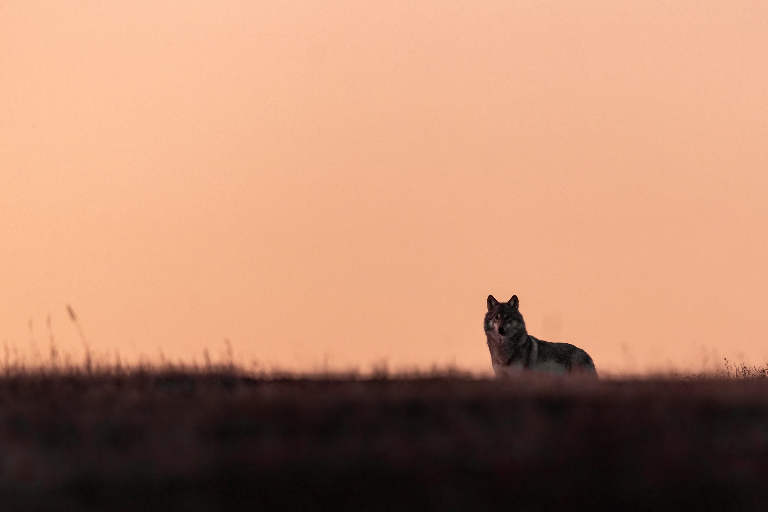 Gray Wolf - Summer 042