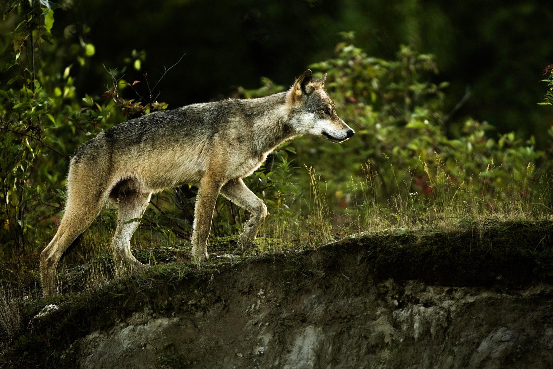 Gray Wolf - Summer 044