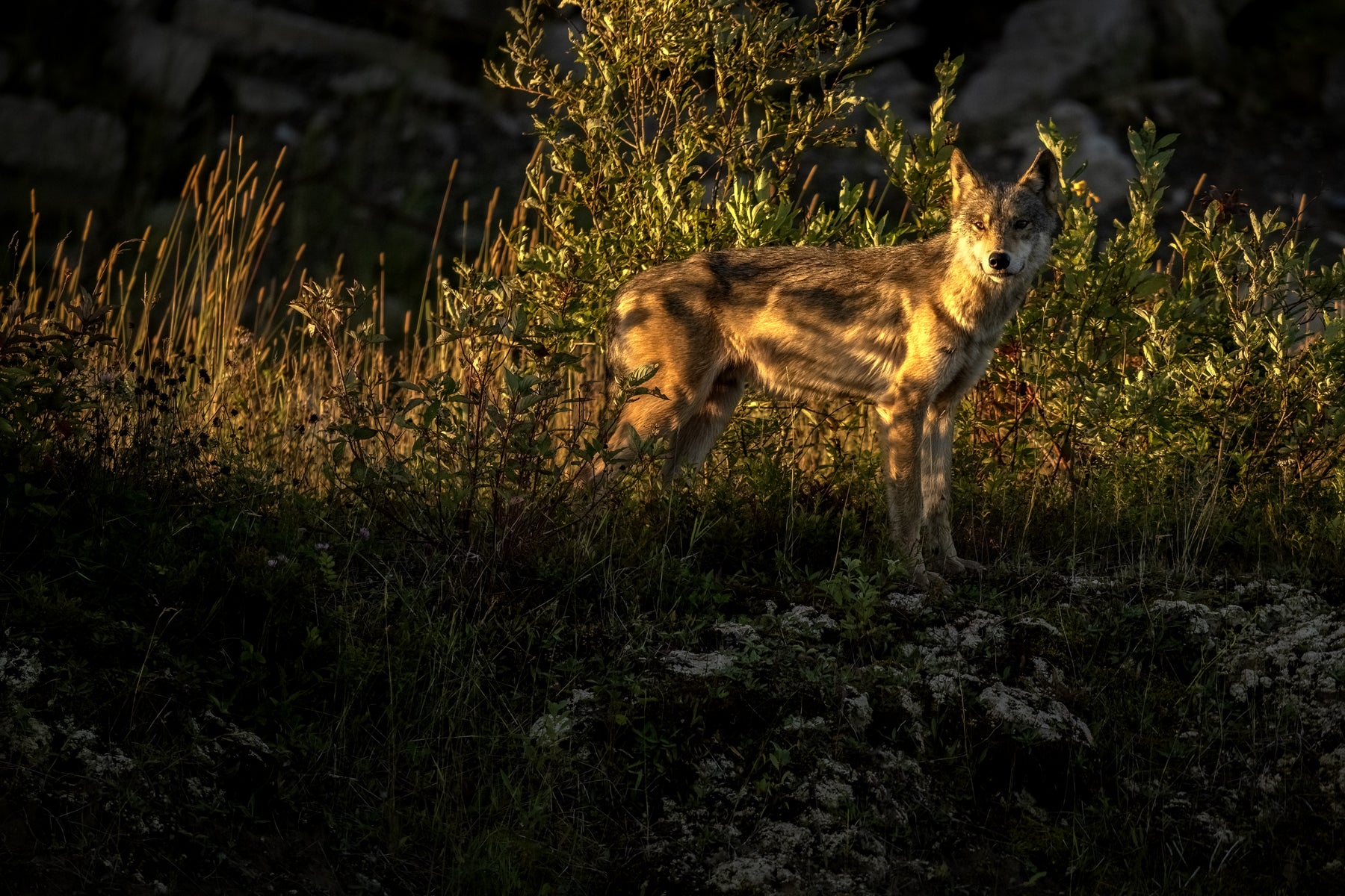 Gray Wolf - Summer 044