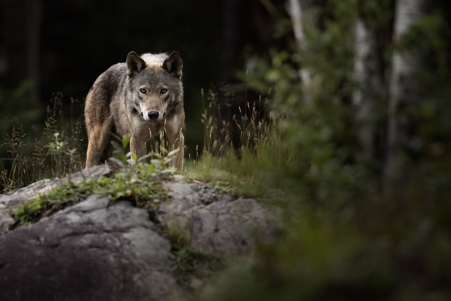 Gray Wolf - Summer 044