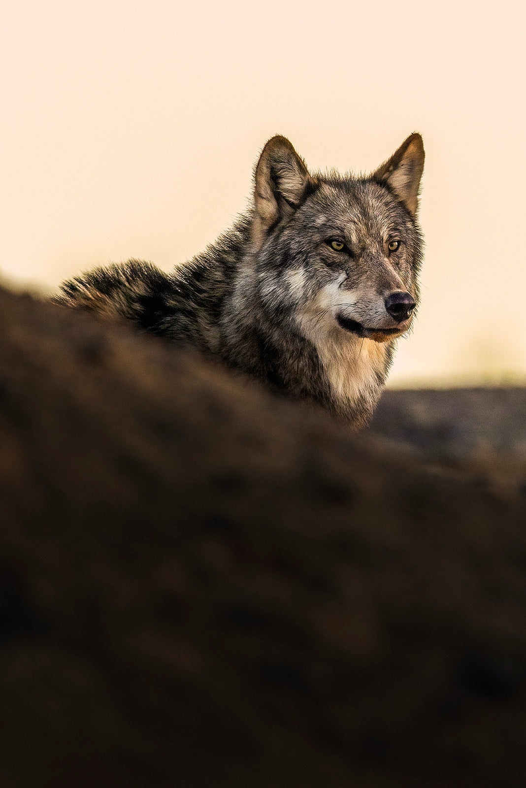 Loup gris - Été 059