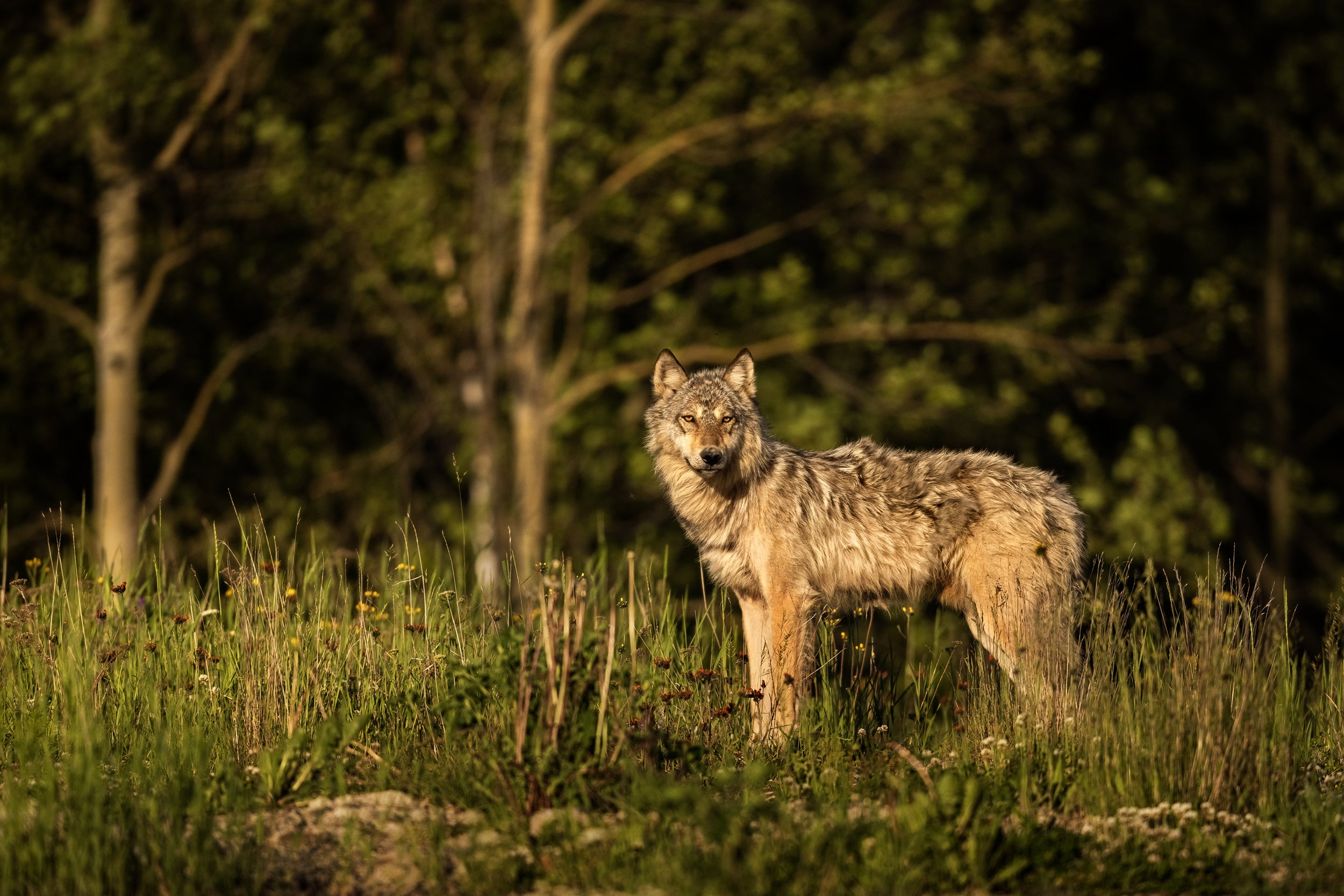 Gray Wolf - Summer 006
