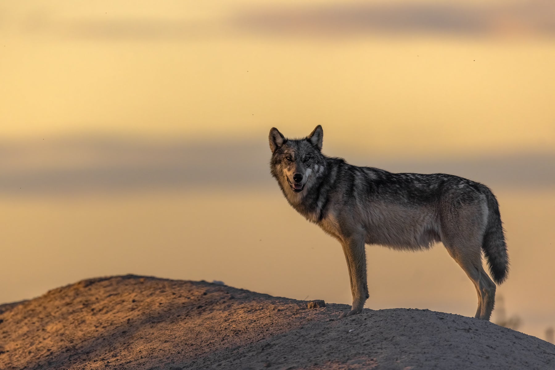 Gray Wolf - Summer 044