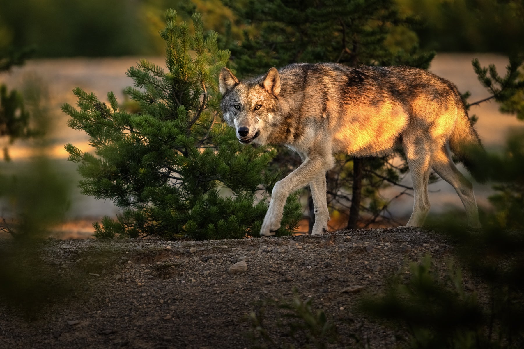 Gray Wolf - Summer 044