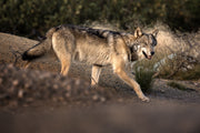 Loup gris - Été 076