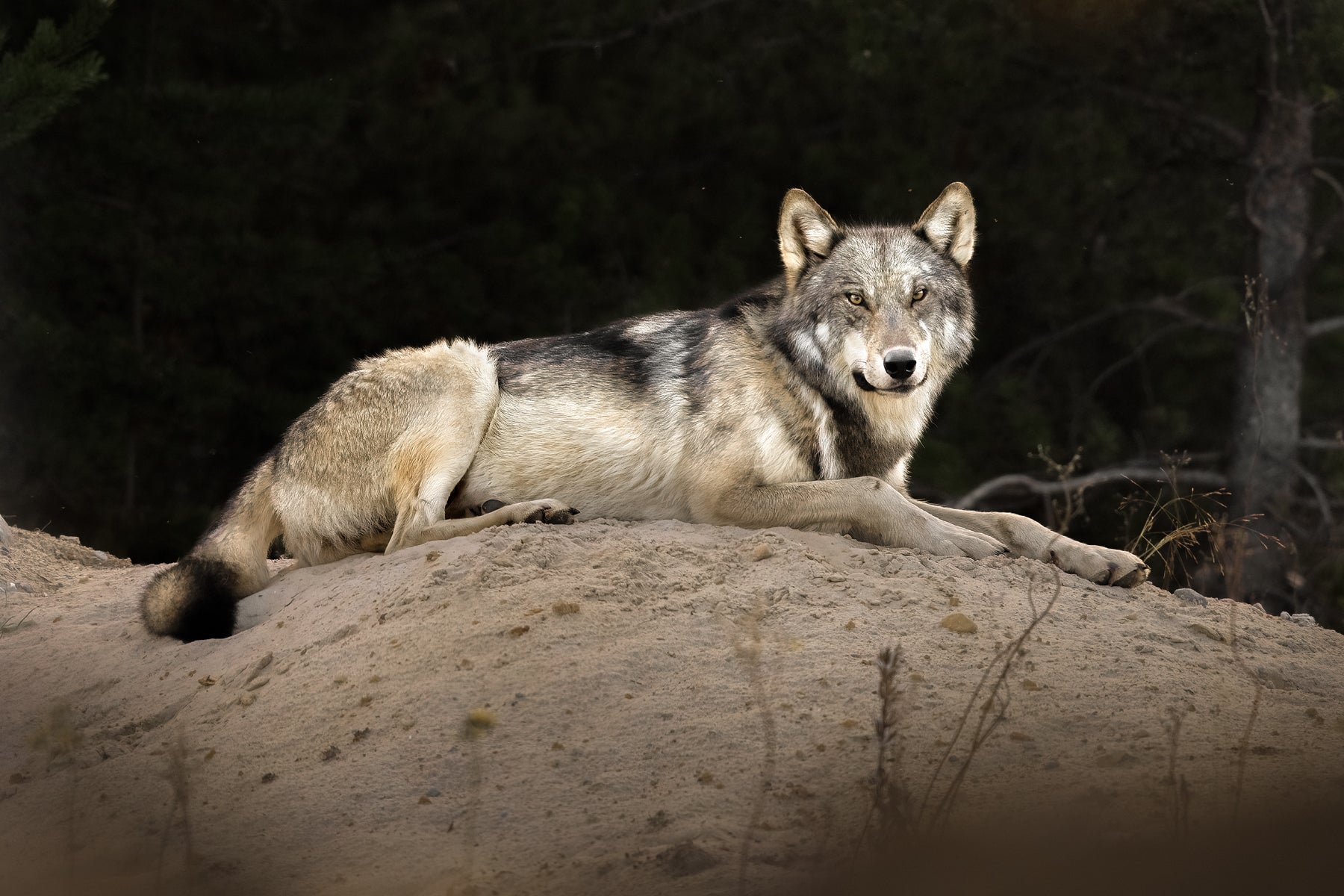 Gray Wolf - Summer 044