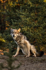 Loup gris - Été 078 - Jean-Simon Bégin - Photographe Animalier et Artiste Peintre