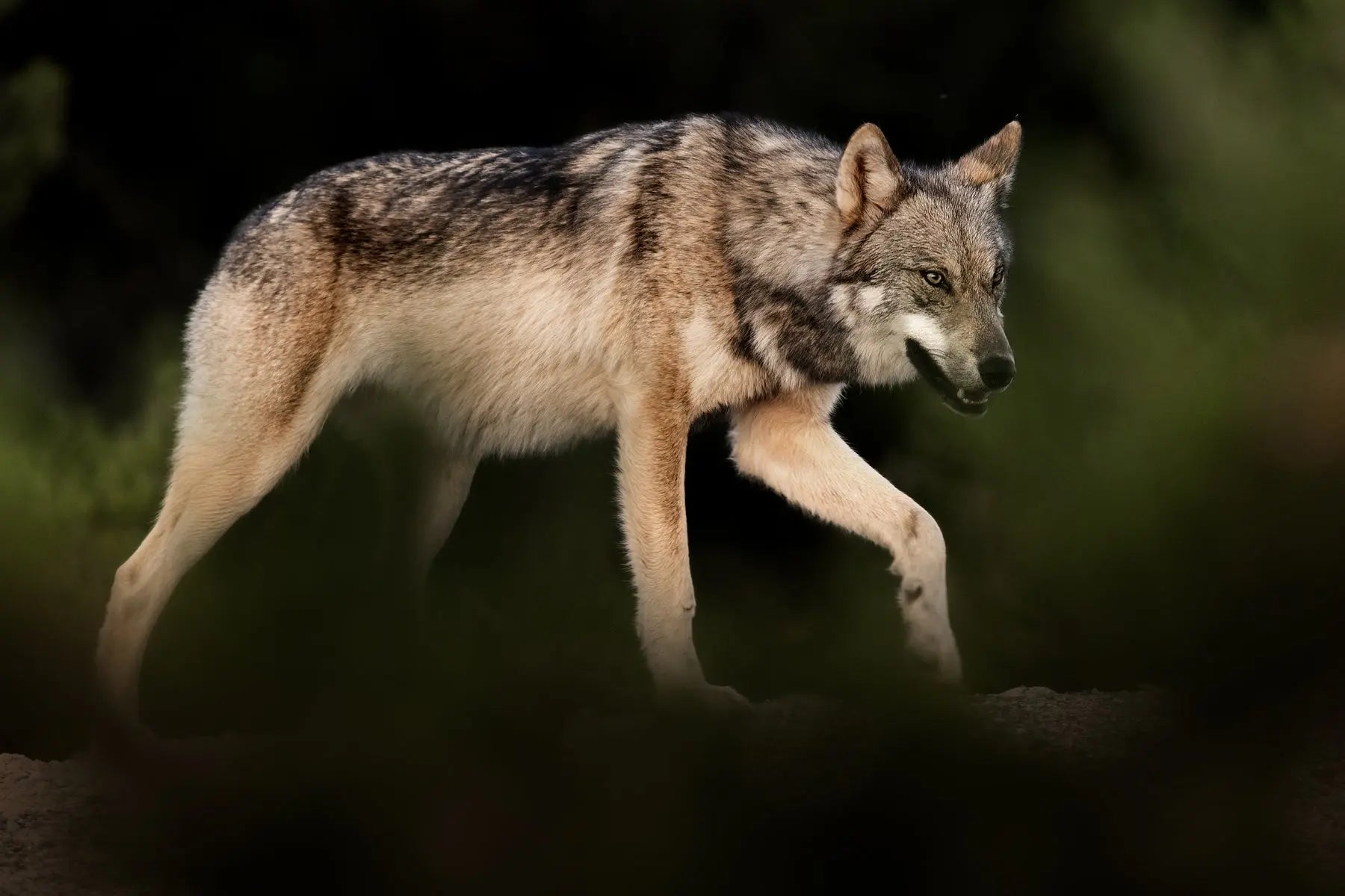 Loup gris - Été 079 - Jean-Simon Bégin - Photographe Animalier et Artiste Peintre