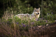 Gray Wolf - Summer 008